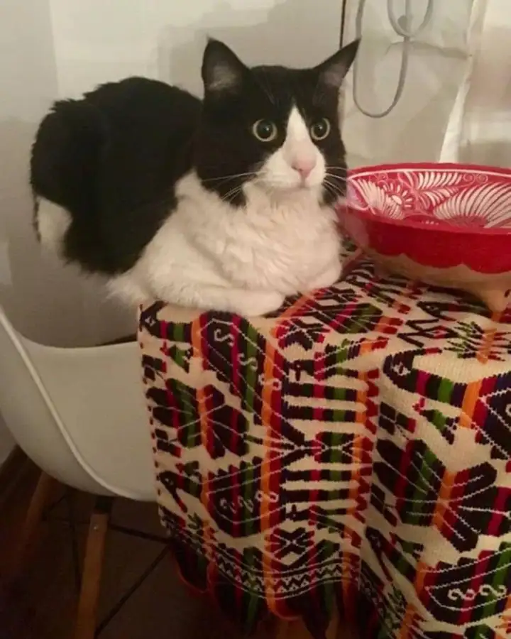 Он вообще в курсе о том, что у него половина туловища вне стола?