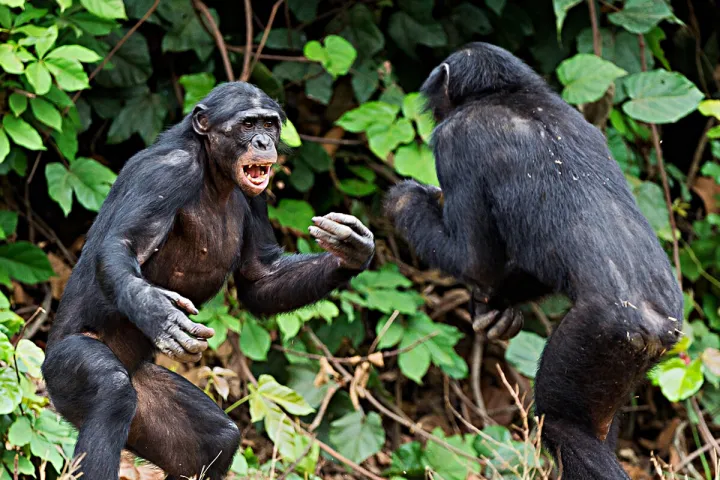 У шимпанзе менопауза могла возникнуть из-за драк самок за самцов.