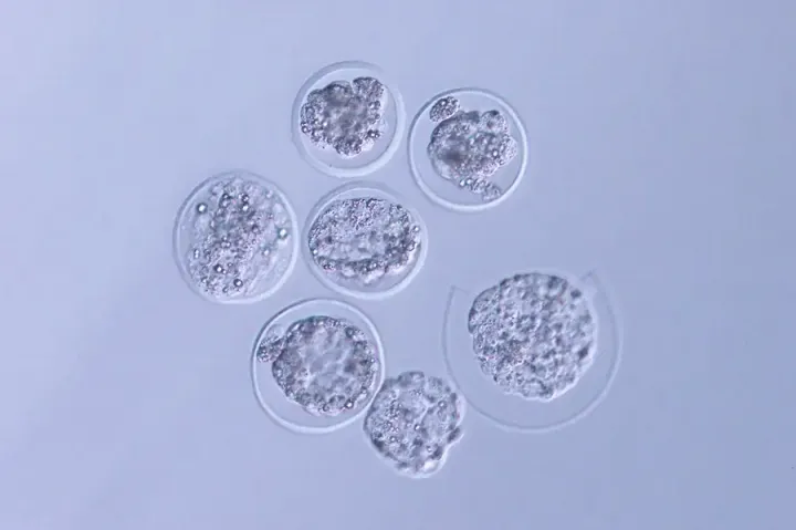 Эмбрионы мышей с МКС под микроскопом.