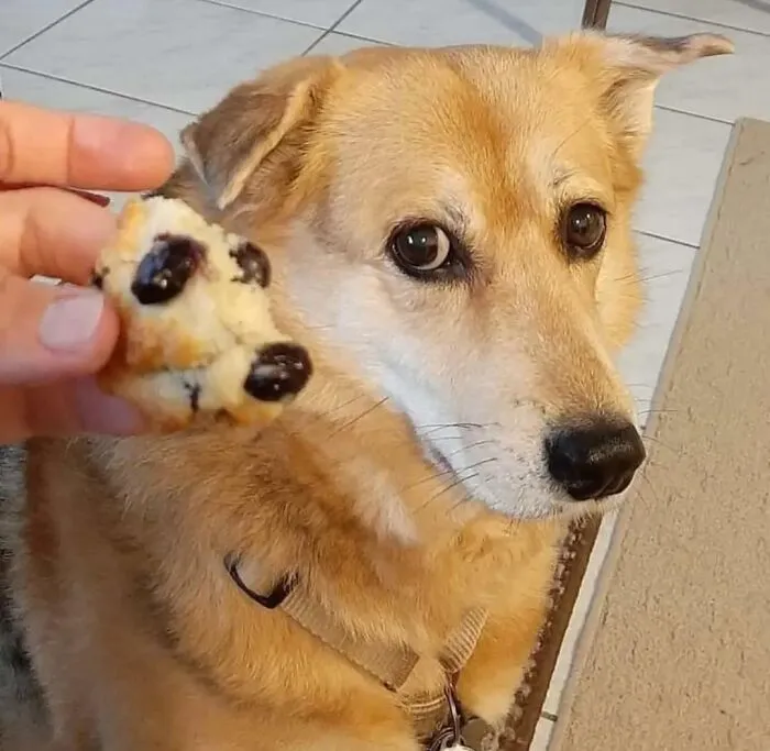 «Эта булочка только что лаяла на меня?»