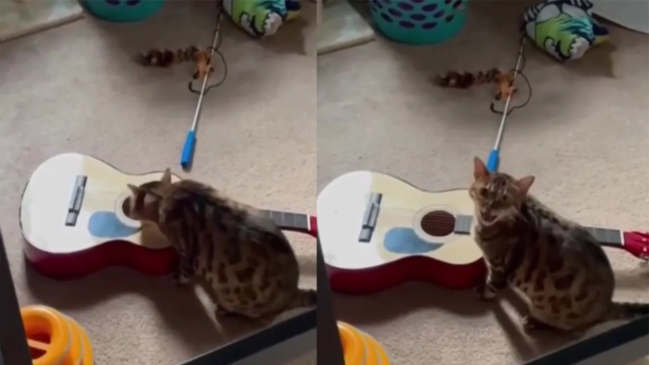 Кот-гитарист.