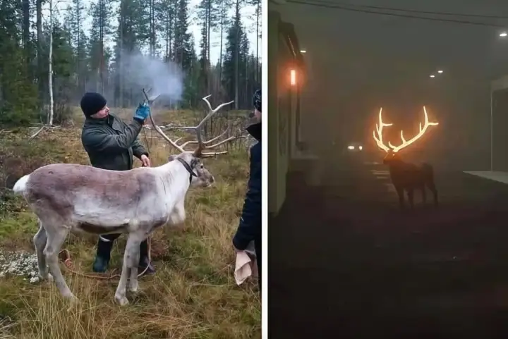 Финские экологи и волонтеры наносят светоотражающую краску на рога животных, чтобы снизить количество ДТП.