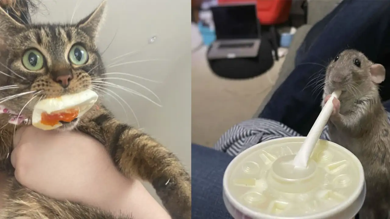 Питомцы-воришки.