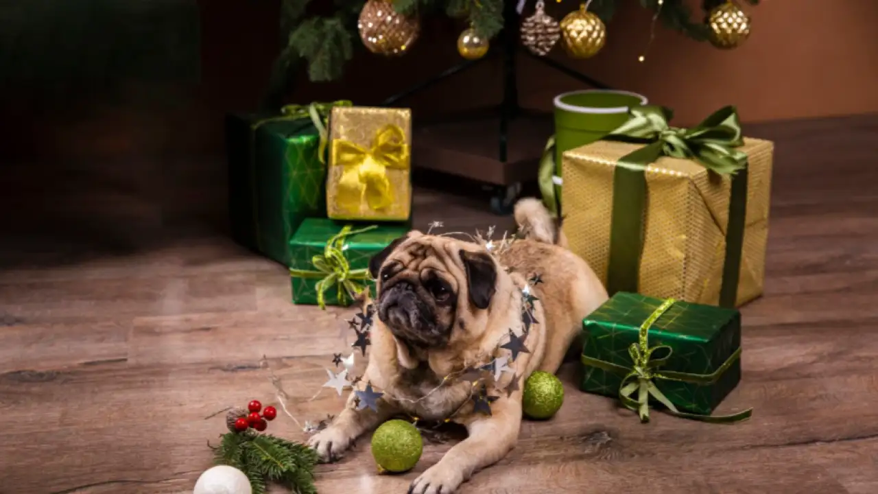 Мопс рядом с ёлкой.