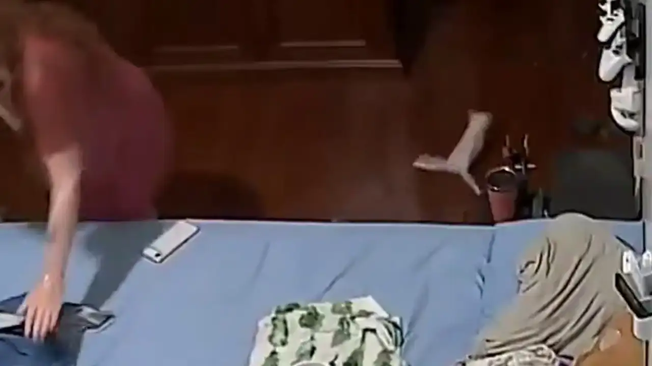 Парализованный котёнок сбежал.