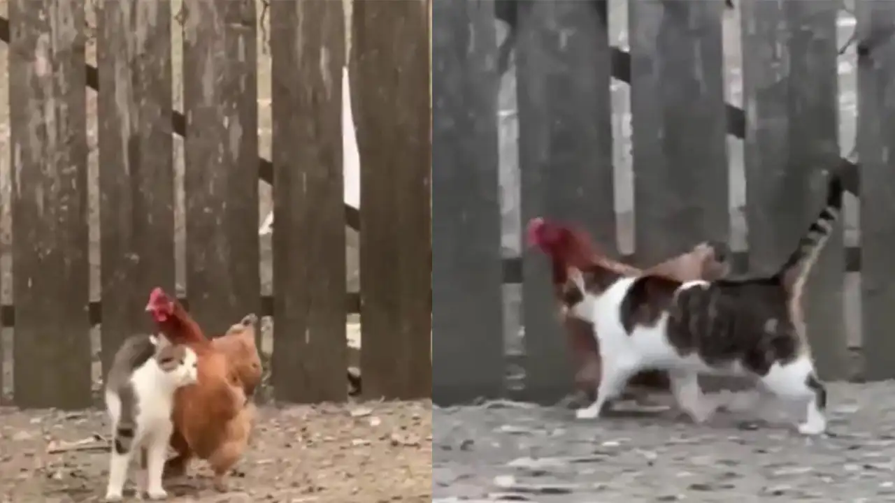 Кот и курица.