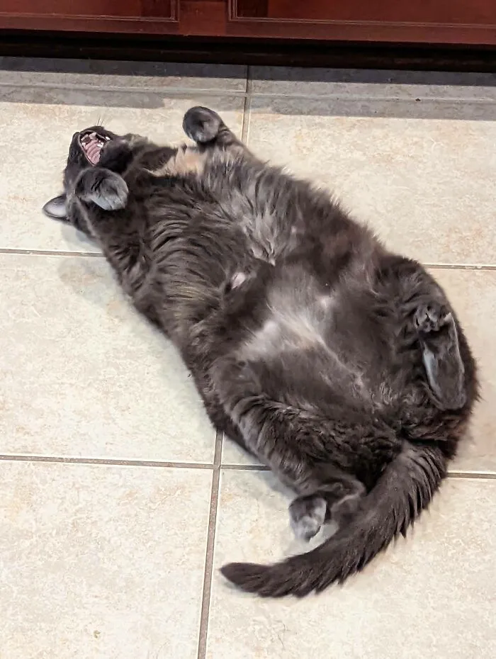 «Просит еду».