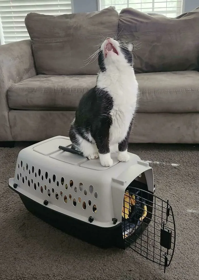 «Кот моего брата, Спиди, рассказывает всем, как он относится к своей переноске!»