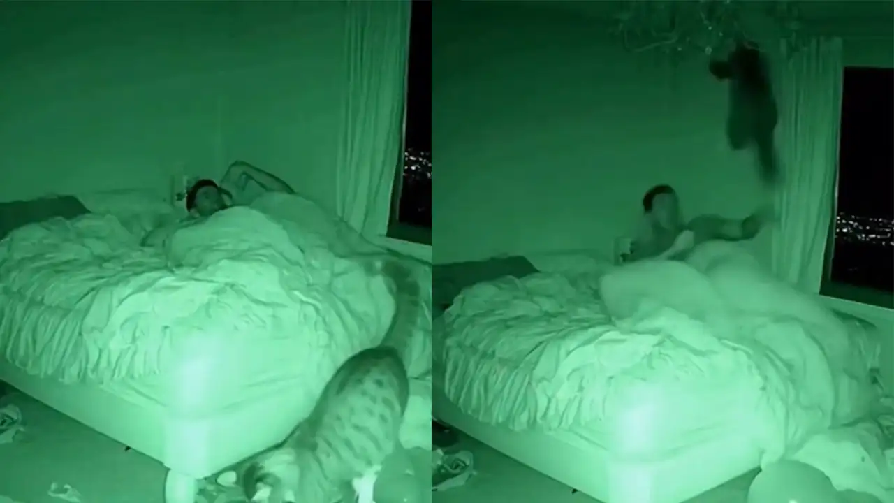 Кот навел суету.