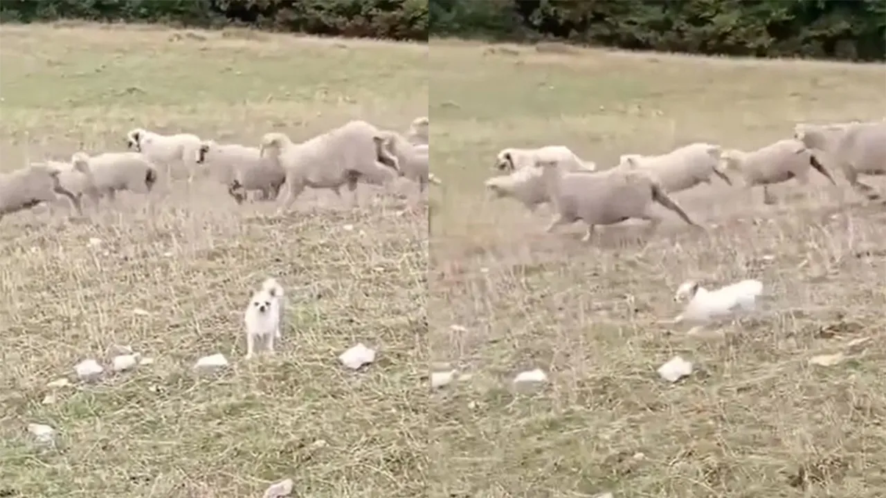 Пес Оби-Ван.