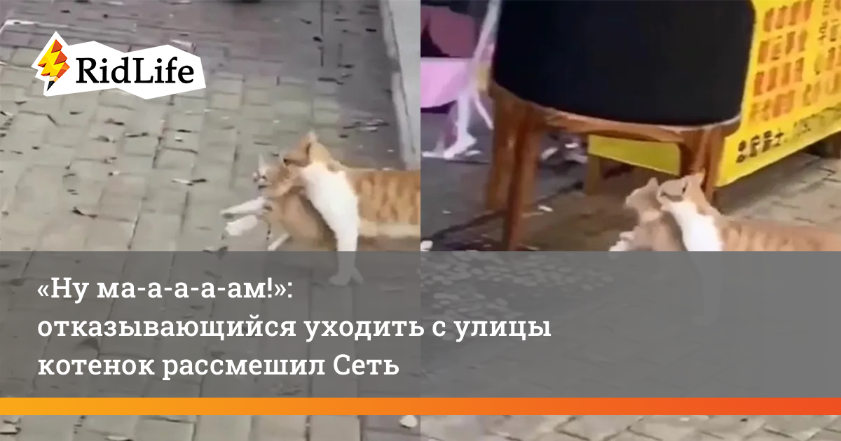 А ну снежок а ну дружок