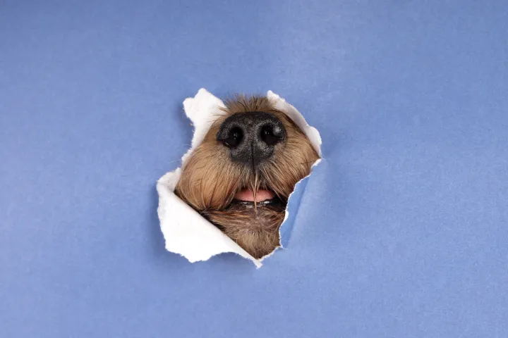 Собачий нос. Собачий нос.