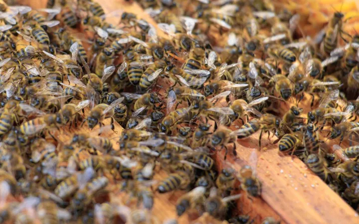 Пчелы. Пчелы.