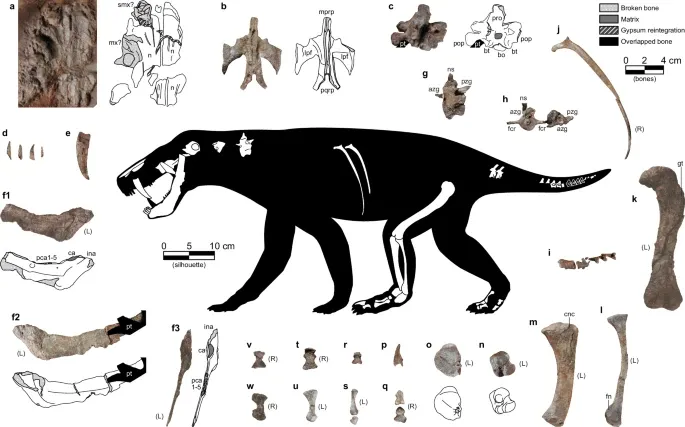Найденные кости горгонопса.