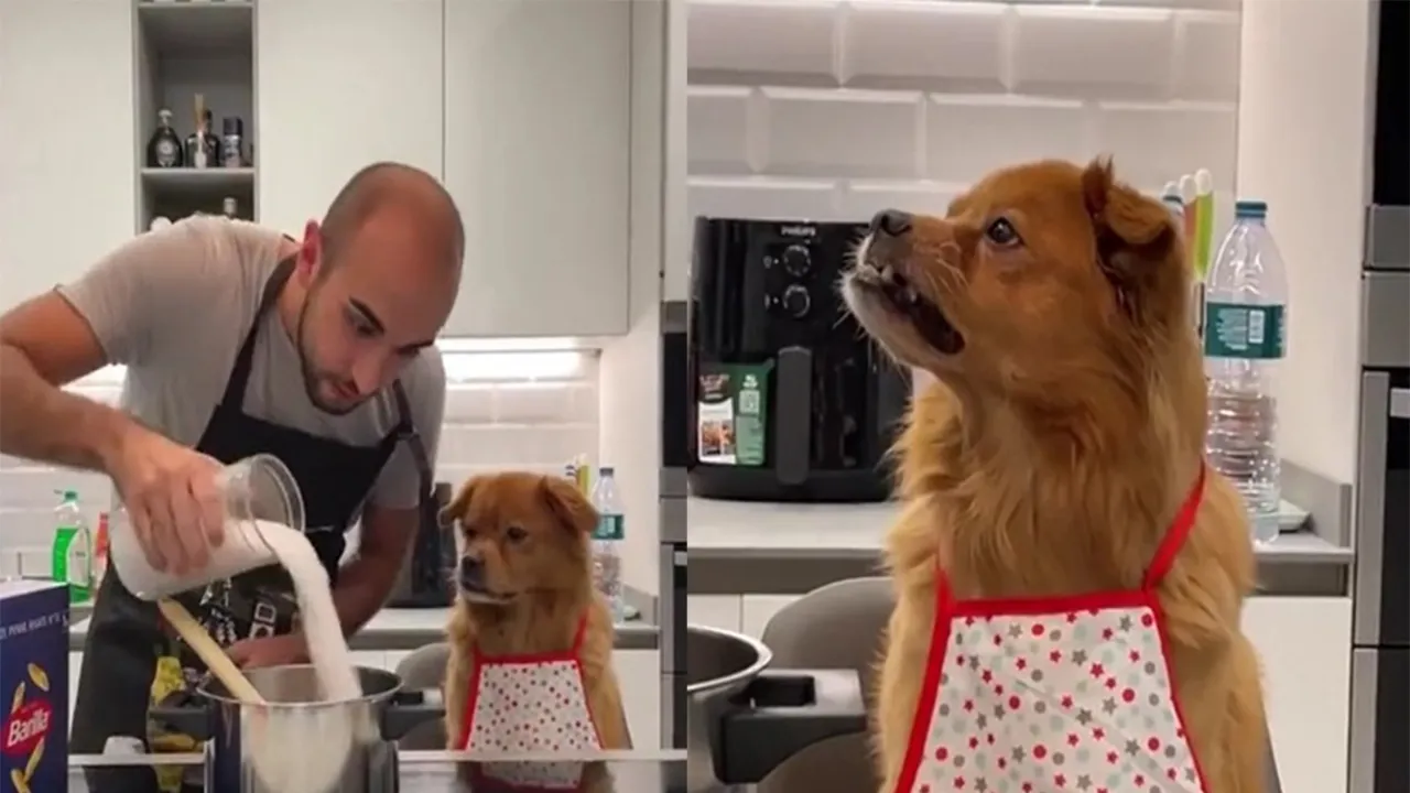 Разочарованный пес-кулинар.