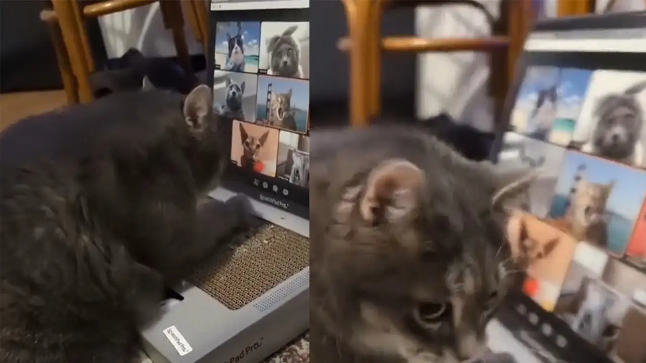 Кошка Мина.