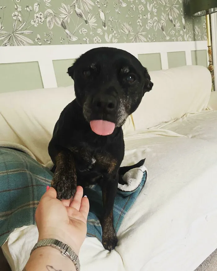 «Это старичок Тости. Ветеринар думает, что ему 10-12 лет, мы усыновили его 4 месяца назад».