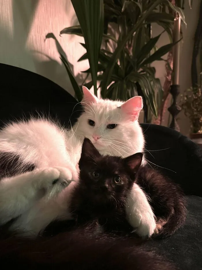 «Мой кот усыновил нашего нового котенка».
