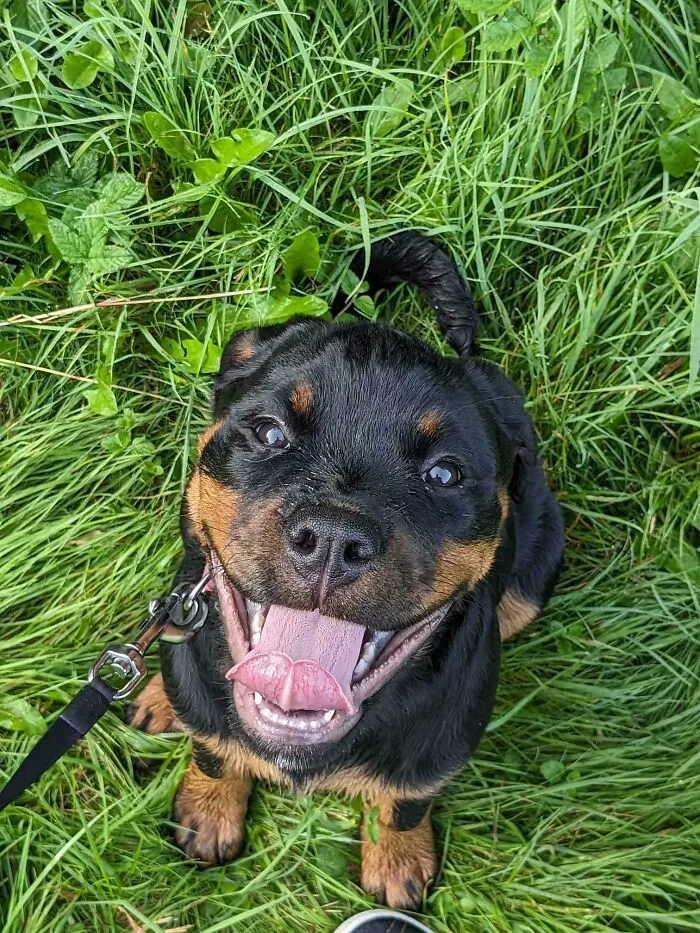 «Только что усыновил этого славного мальчика. Как мне его называть?»