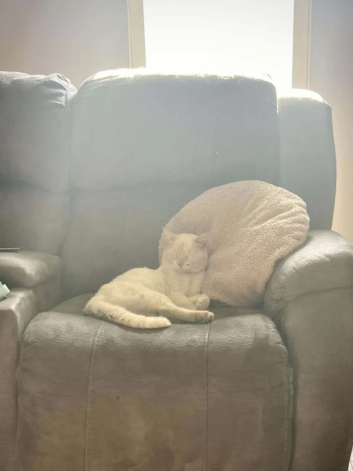 «Это Джигглс. Он подошел к моей двери с очень зараженной ногой. Теперь он живет здесь, но отказывается платить за аренду».