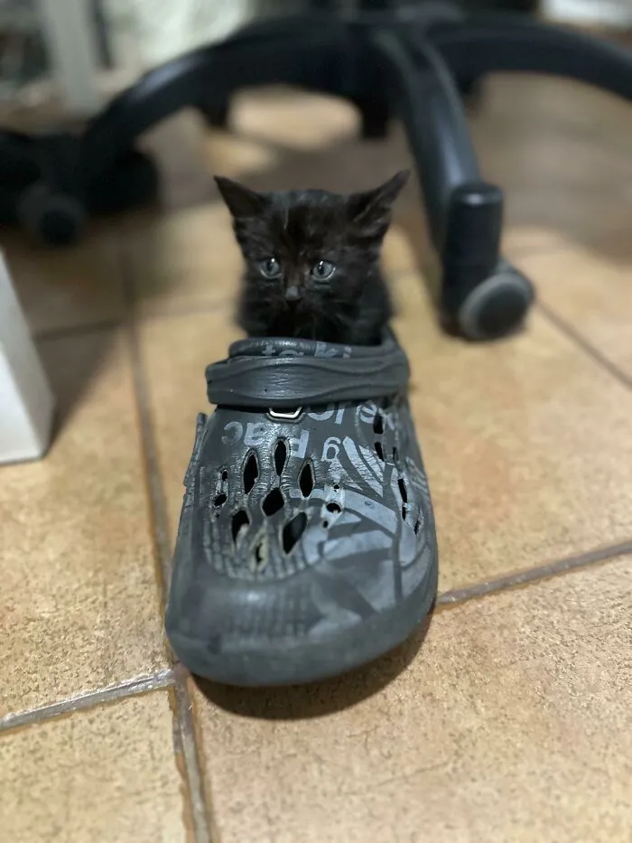 «Новая спасенная девочка в нашем доме».