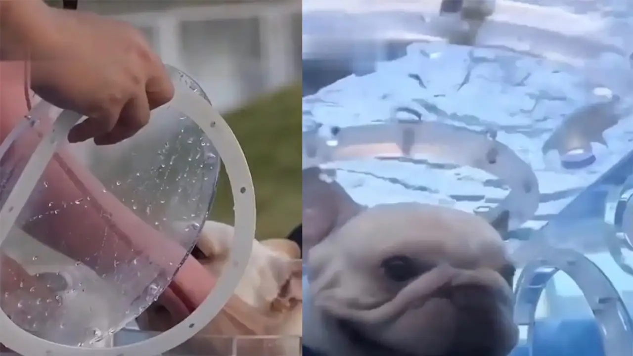 Дайвинг для питомцев.