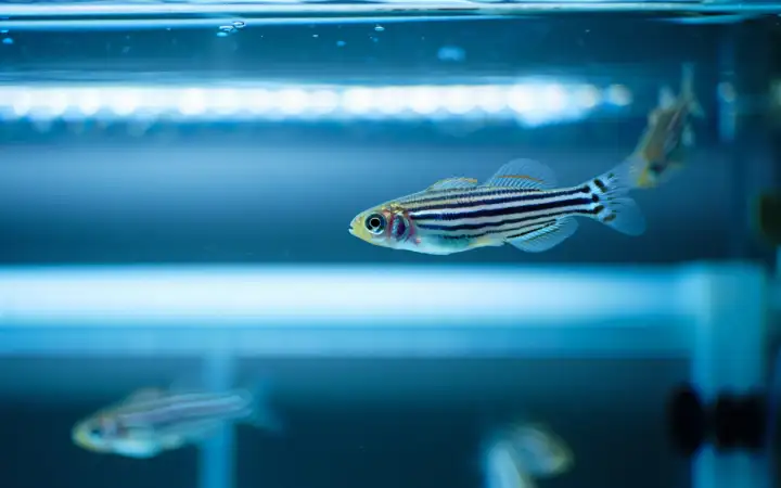 Рыба данио.