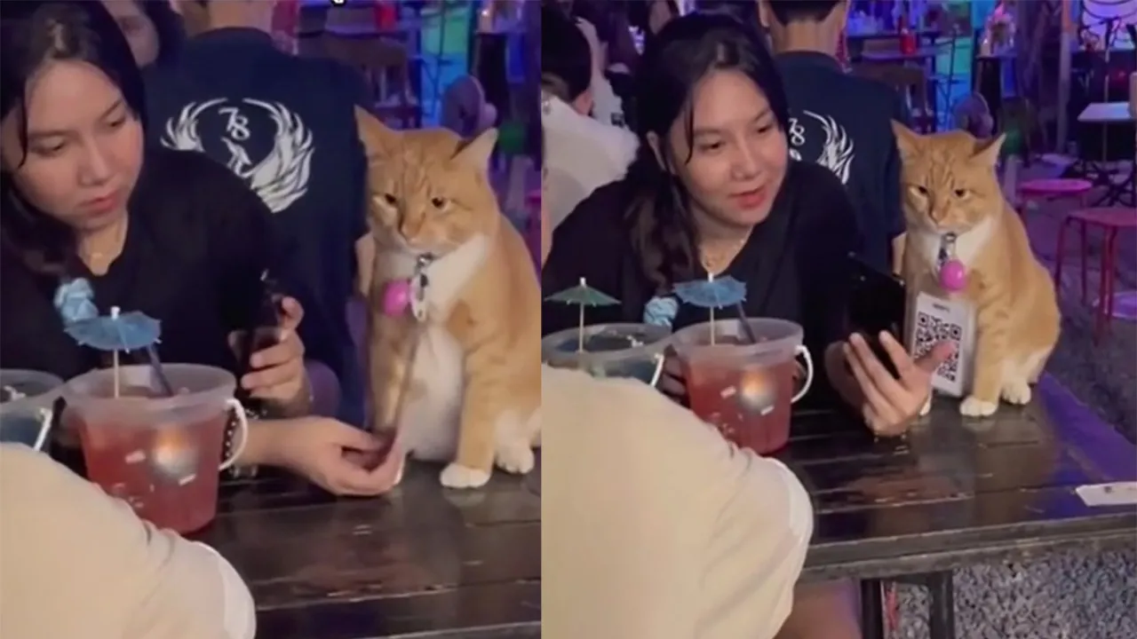 Пушистый сотрудник кафе.