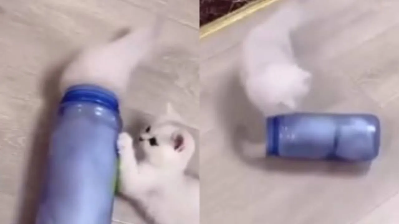 Котенок в бутылке.
