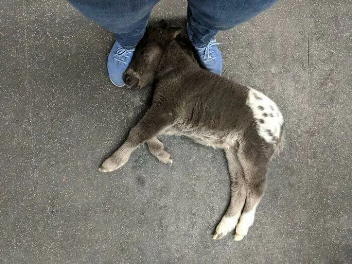 Очаровательная мини-лошадка заснула на ногах ветеринара, пока тот разговаривал с ее хозяевами.