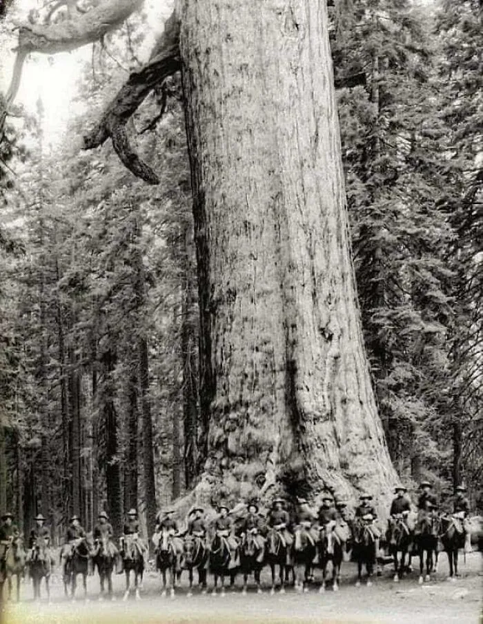 Солдаты американской кавалерии позируют перед секвойей в Йосемити, 1900 год. Это дерево стоит до сих пор.
