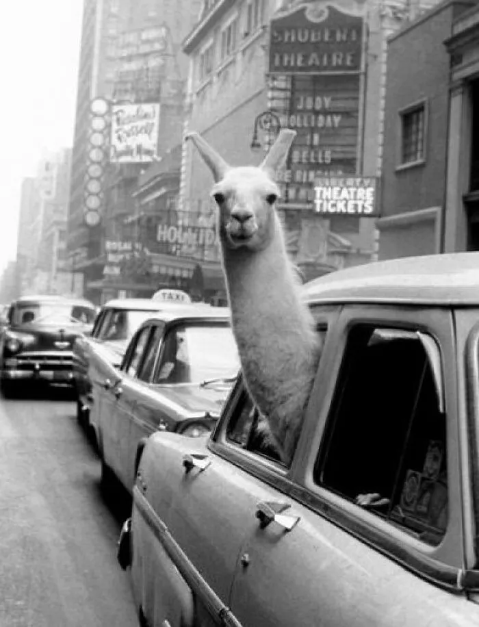 Нью-Йорк, 1957 год. Лама на Таймс-сквер.