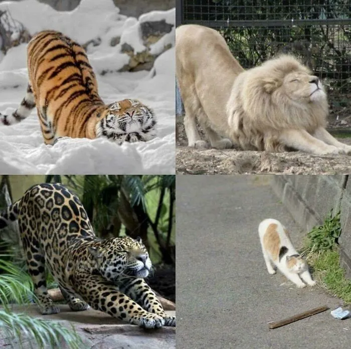 Все котики одинаковые.