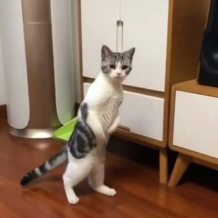«Что ты делаешь?»