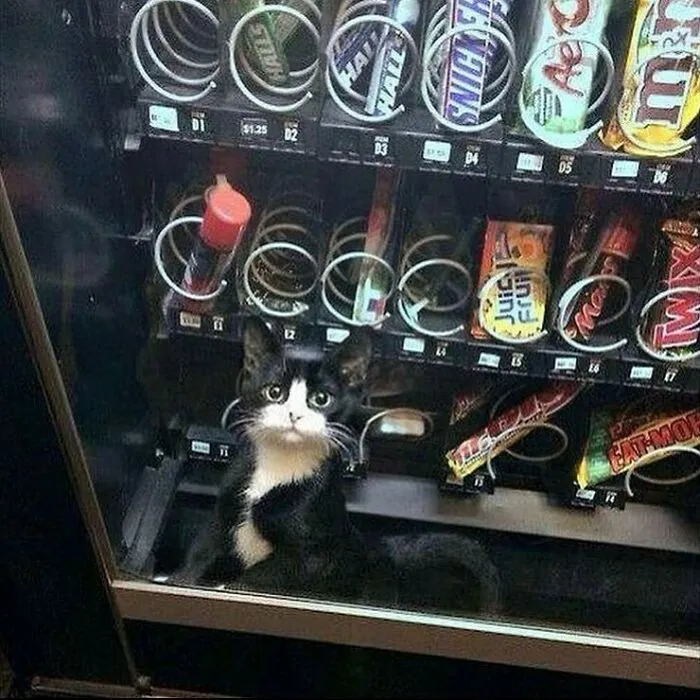Последний КиттиКат.
