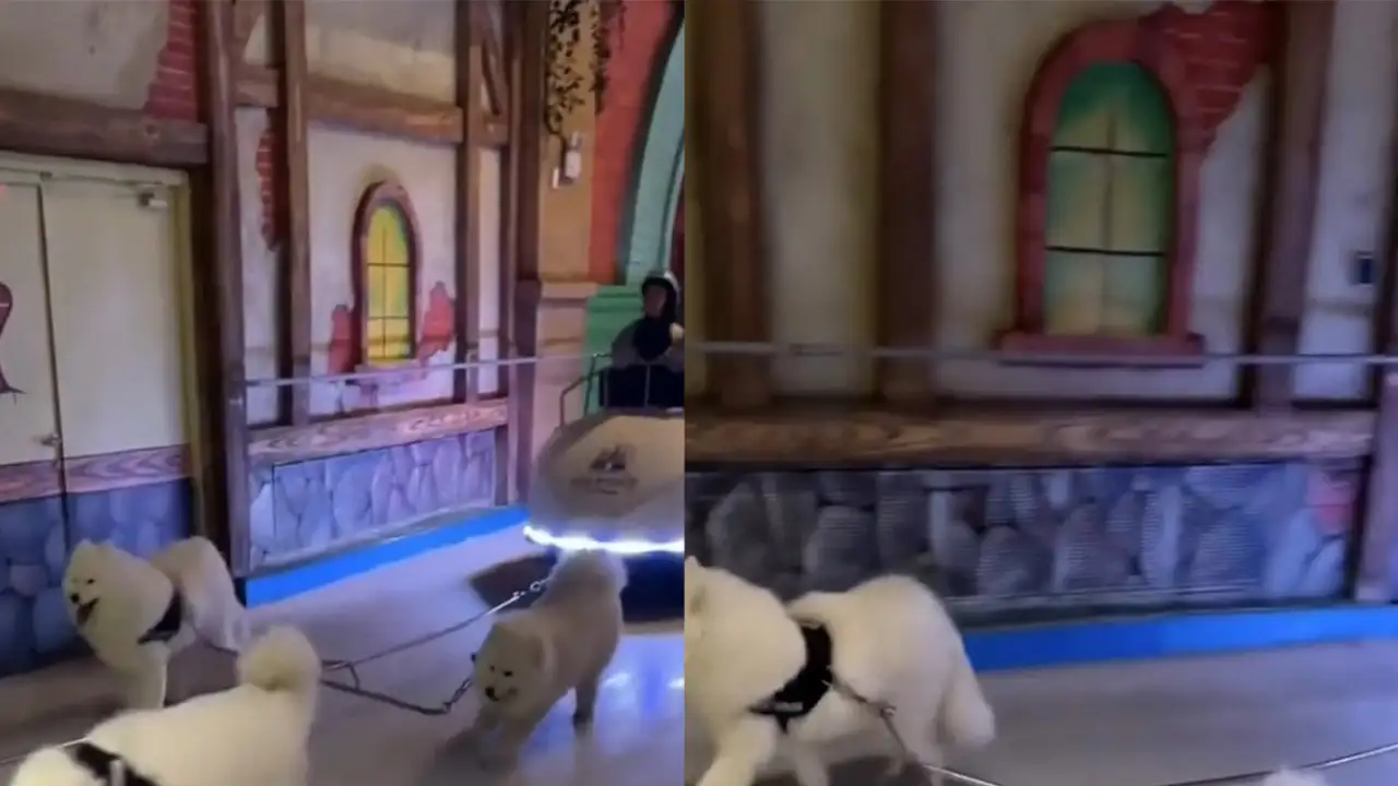 Ленивые самоед.