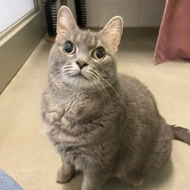 Врач заверил, что со зрением у котейки полный порядок, и это просто её особенность.