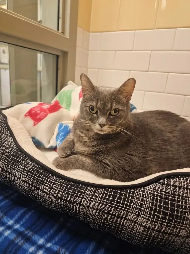 Теперь у необычной котейки есть дом и любящий хозяин.