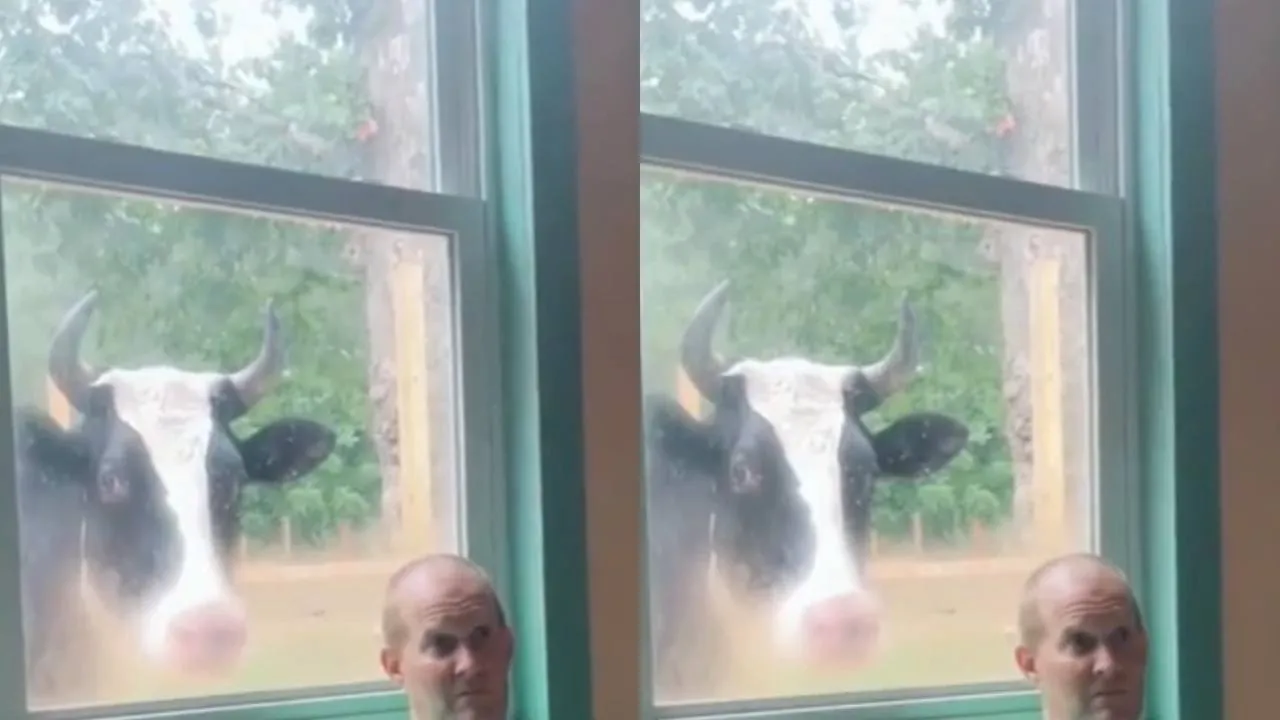 Корова смотрит в окно.