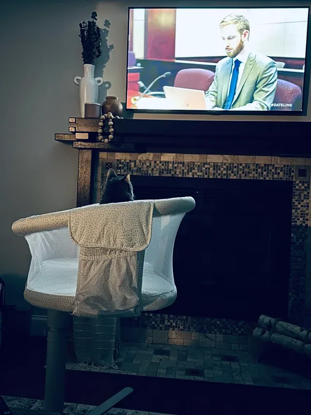 «Мы с женой собрали люльку, и наша кошка думает, что мы купили ее для нее».