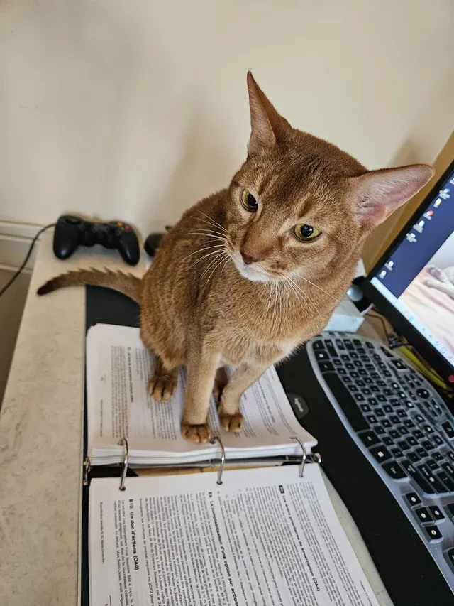 «Работает с руководствами по бухгалтерскому учету».