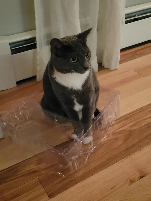 «Прозрачная ловушка».