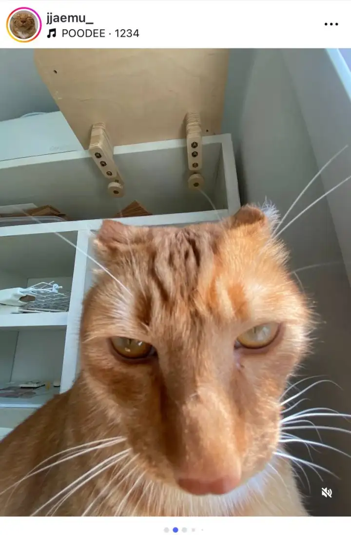 Селфи котика 2.