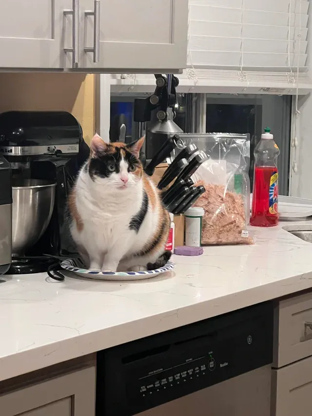 «Он попался в ловушку».