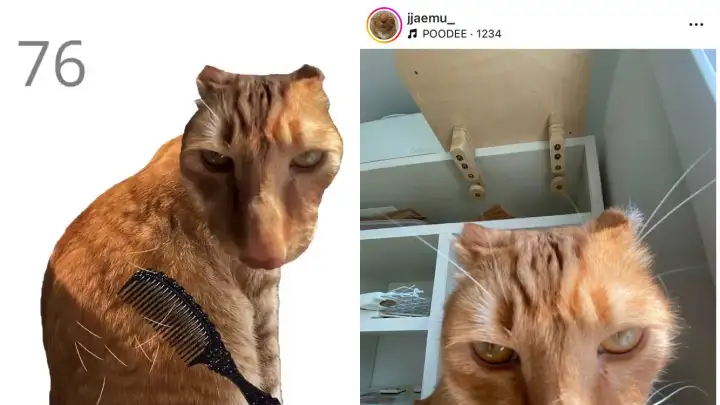 В Сети завирусилась игра с вычесыванием котика — теперь нашли его реальную копию