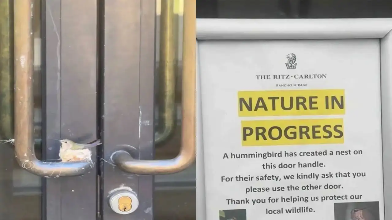 Люксовый отель закрыл вход, чтобы не тревожить птицу.