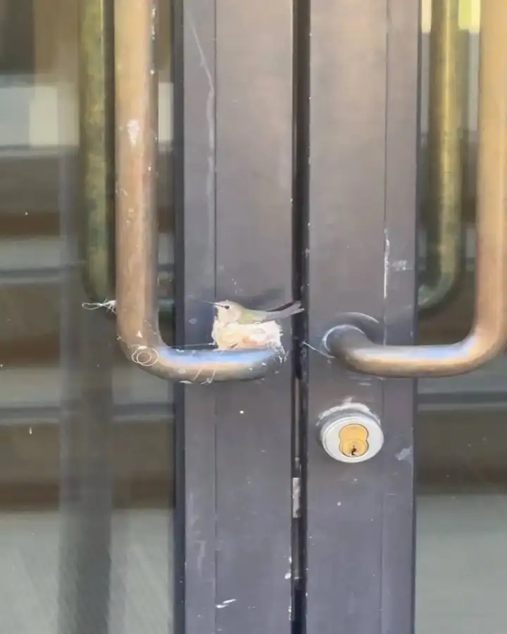 Колибри свила гнездо на ручке двери люксового отеля.