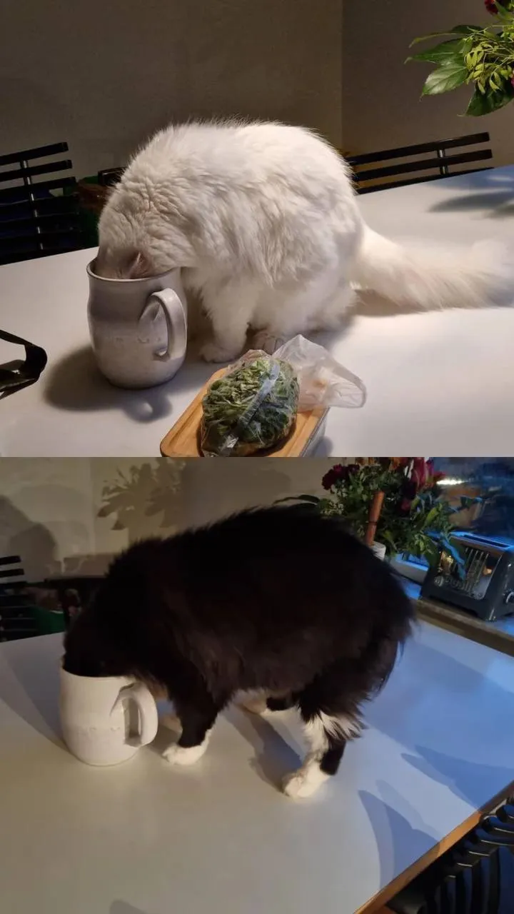 «Одна кружка и котики, которые попались в ловушку за 10 минут».