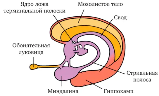  Расположение BNST.