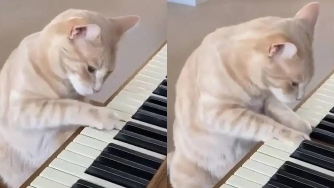 Кот играет на пианино. 